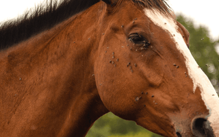 Which Fly Spray Is Best For My Horse?