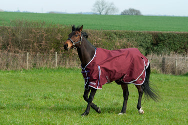 Gallop Trojan Xtra Lightweight Standard Neck Turnout Rug