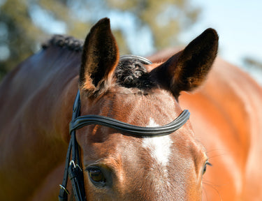 Buy Collegiate ComFiTec Opulux Plain Padded Hanoverian Flash Bridle | Online for Equine