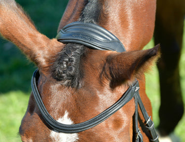 Buy Collegiate ComFiTec Opulux Plain Padded Hanoverian Flash Bridle | Online for Equine