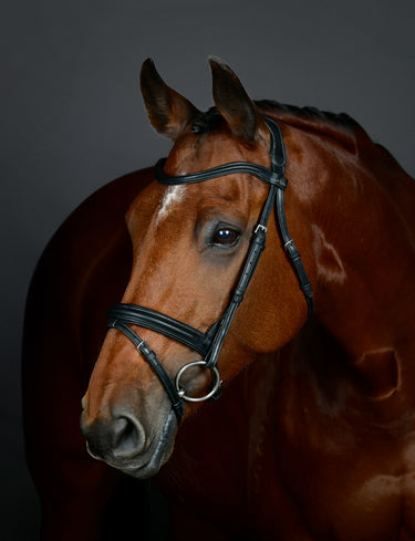 Buy Collegiate ComFiTec Opulux Plain Padded Hanoverian Flash Bridle | Online for Equine