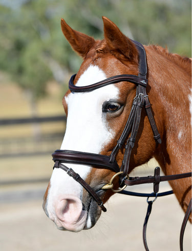 Buy Collegiate ComFiTec Opulux Plain Padded Hanoverian Flash Bridle | Online for Equine