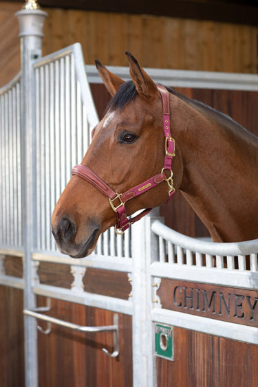 Buy the Shires Velociti Lusso Padded Burgundy Leather Headcollar | Online for Equine