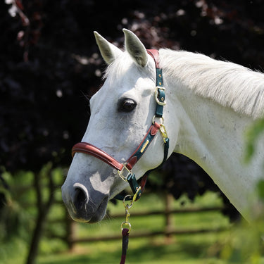 Buy the Shires Velociti Lusso Padded Green Leather Headcollar | Online for Equine