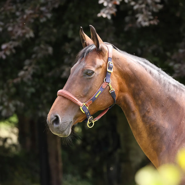 Buy the Shires Velociti Lusso Padded Navy Leather Headcollar | Online for Equine