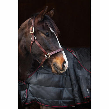 Buy Catago Dual Pro Standard Neck Turnout Rug | Online for Equine