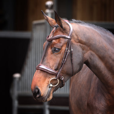 Buy the Shires Velociti Lusso Elite Havana Padded Cavesson Bridle | Online for Equine