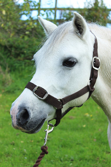 Gallop Headcollar & Leadrope Set