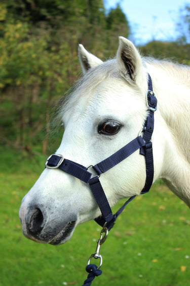 Gallop Headcollar & Leadrope Set