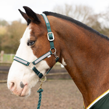 Gallop Diamante Padded Headcollar