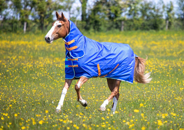 Buy Shires Tempest Original 50g Royal Combo Turnout Rug| Online for Equine