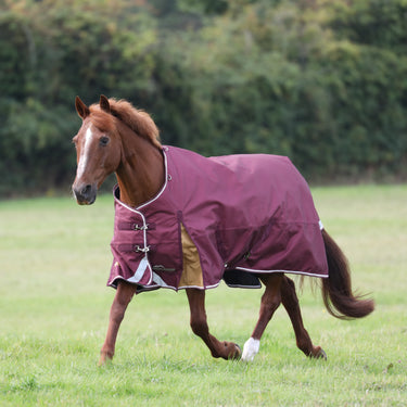 Buy Shires Highlander Plus 100 Turnout Rug| Online for Equine