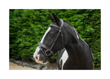 Buy Ecorider Classic Show Comfort Bridle | Online for Equine