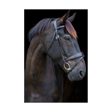 Buy EcoRider Classic Show Comfort Bridle| Online for Equine