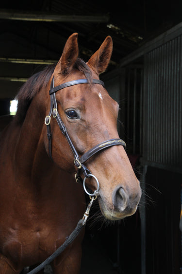 Buy Ecorider Classic Inhand Bridle | Online for Equine