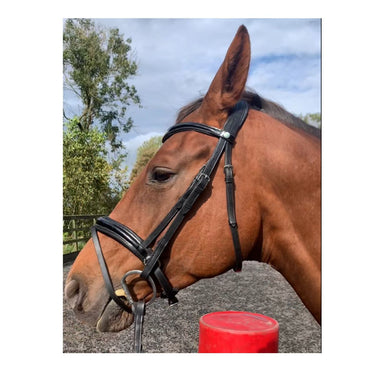 Buy EcoRider Ultra Comfort Waterford Flash Bridle | Online for Equine