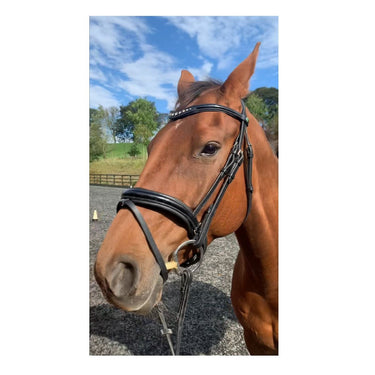 Buy EcoRider Ultra Comfort Waterford Flash Bridle | Online for Equine