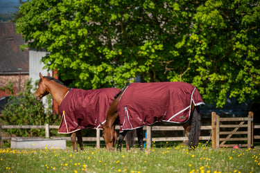 Gallop Trojan Xtra 50g Standard Neck Turnout Rug