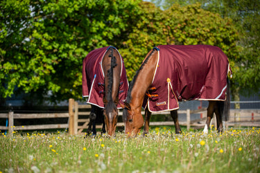 Gallop Trojan Xtra 50g Standard Neck Turnout Rug