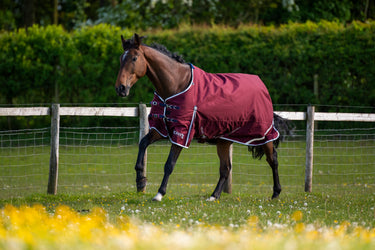 Gallop Trojan Xtra 50g Standard Neck Turnout Rug