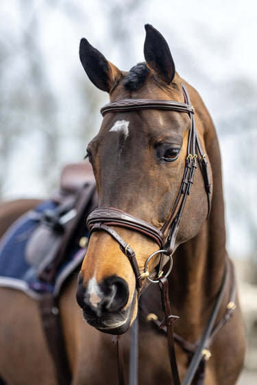 Buy LeMieux Kudos Competition Havana Flash Bridle | Online for Equine