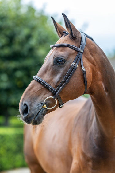 LeMieux Arika Cavesson Bridle Brown/Silver