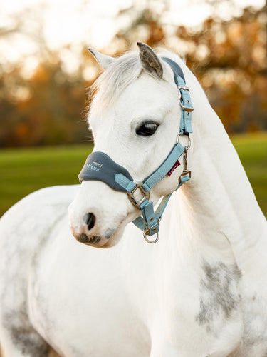 Buy the LeMieux Glacier Mini Vogue Headcollar | Online for Equine