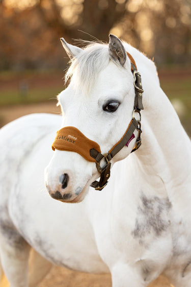 Buy the LeMieux Alpine Mini Vogue Headcollar | Online for Equine