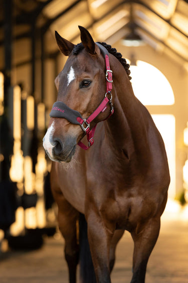 Buy the LeMieux Ember Vogue Headcollar & Leadrope  | Online for Equine