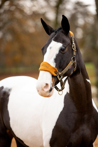 Buy the LeMieux Alpine Vogue Headcollar & Leadrope  | Online for Equine