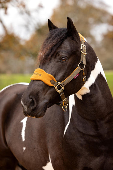 Buy the LeMieux Alpine Vogue Headcollar & Leadrope  | Online for Equine