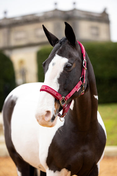 Buy the LeMieux Ember Logo Headcollar | Online for Equine