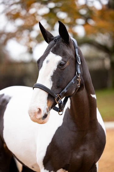 Buy the LeMieux Petrol Logo Headcollar | Online for Equine