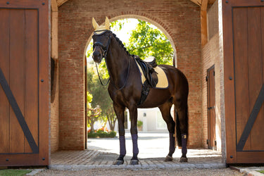 Buy LeMieux Suede Dressage Square Mimosa | Online for Equine