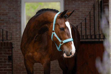 Buy LeMieux Logo Headcollar Lagoon | Online for Equine