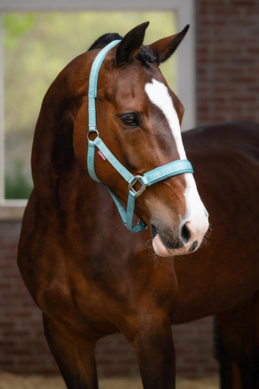 Buy LeMieux Logo Headcollar Lagoon | Online for Equine