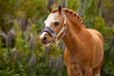 Buy LeMieux Mini Vogue Headcollar & Leadrope Dusk Blue | Online for Equine