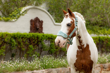 Buy LeMieux Mini Vogue Headcollar & Leadrope Aqua | Online for Equine