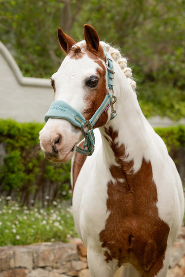 Buy LeMieux Mini Vogue Headcollar & Leadrope Aqua | Online for Equine