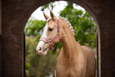 Buy LeMieux Vogue Headcollar & Leadrope Blossom | Online for Equine