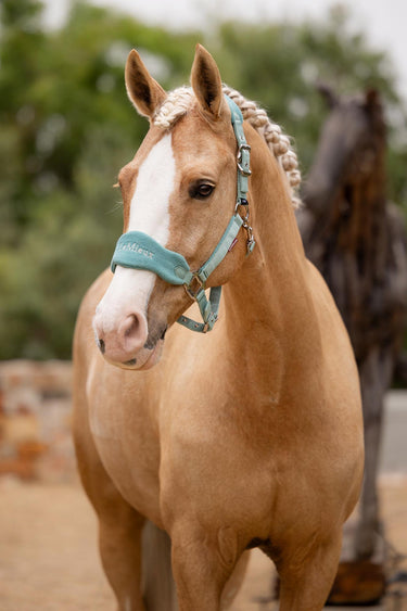 Buy LeMieux Vogue Headcollar & Leadrope Lagoon | Online for Equine