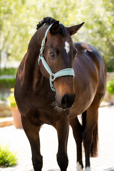 Buy LeMieux Versailles Headcollar Aqua | Online for Equine