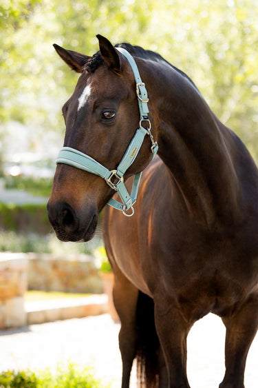 Buy LeMieux Versailles Headcollar Aqua | Online for Equine