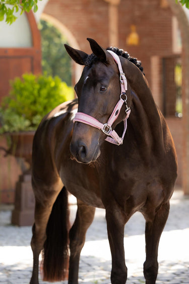 Buy LeMieux Versailles Headcollar Blossom | Online for Equine