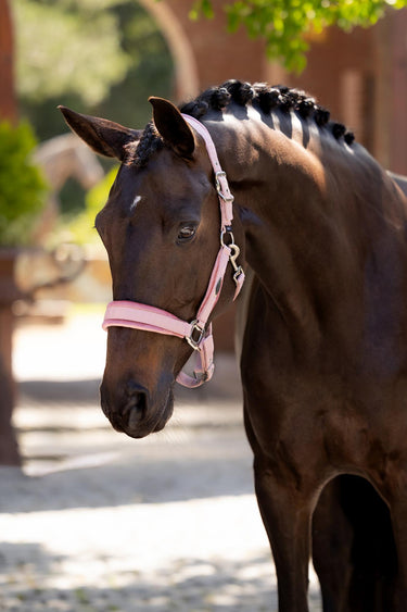 Buy LeMieux Versailles Headcollar Blossom | Online for Equine