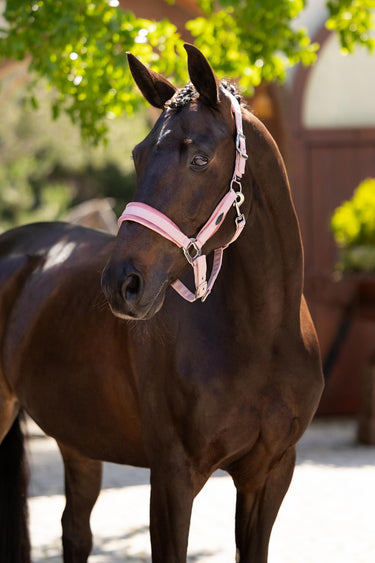 Buy LeMieux Versailles Headcollar Blossom | Online for Equine