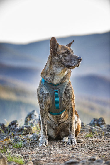 Kurgo Journey Air Harness Blue