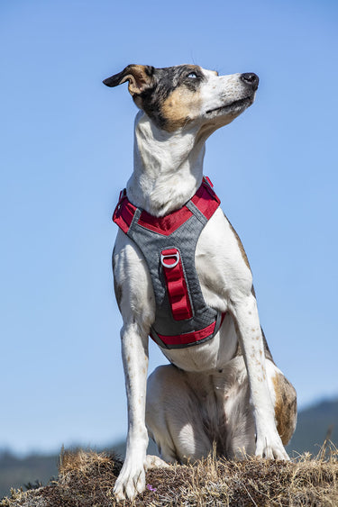 Kurgo Journey Air Harness Red