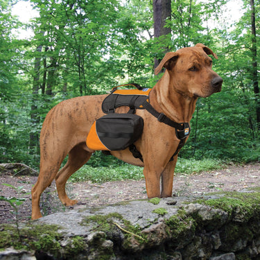 Kurgo Big Baxter Backpack