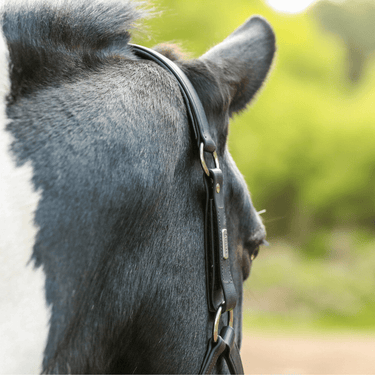 Buy the Equilibrium Black New Stellar Safety Headcollar | Online for Equine